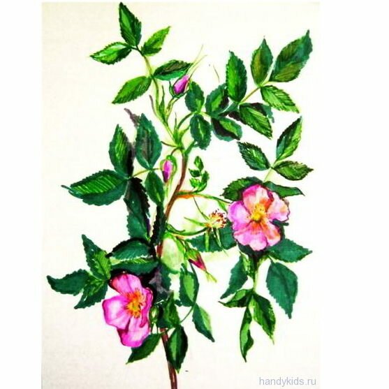Шиповник рисунок