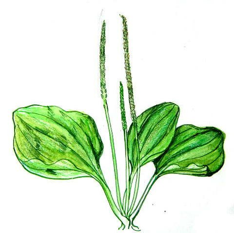 Рисунок Подорожник