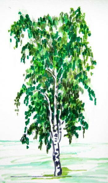 Рисунок берёза
