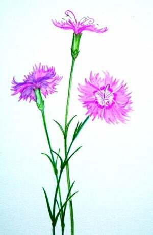 Гвоздики рисунок с натуры