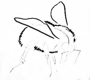 Рисуем шмеля на цветке