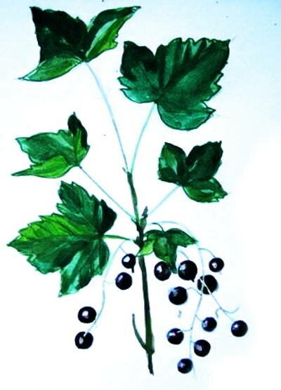Рисунок Смородина