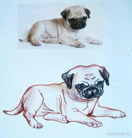 animals 028