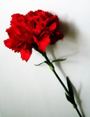 Гвоздика