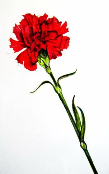 Гвоздика рисунок