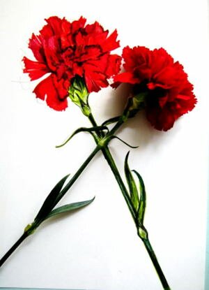 Рисунок гвоздика