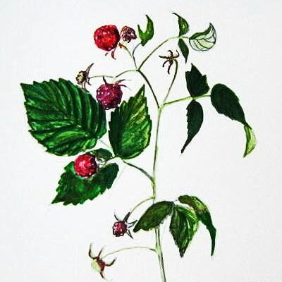 Рисунок малина с натуры