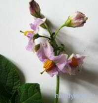 Цветы картофеля