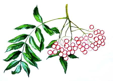 Рисунок рябина 13