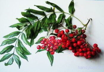 Рябина и рисунок рябина