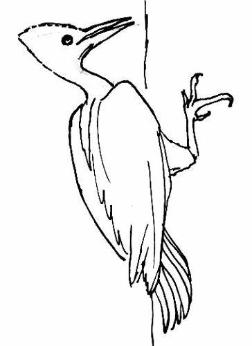 Королевский(американский) дятел раскраска
