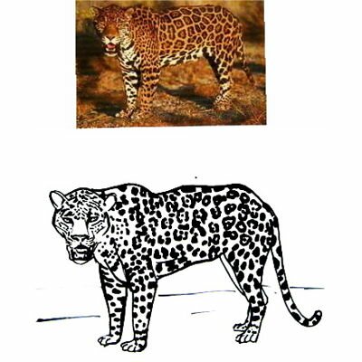 Рисунок -раскраска Ягуар