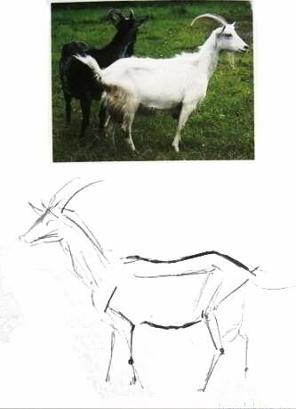 Как нарисовать Козу