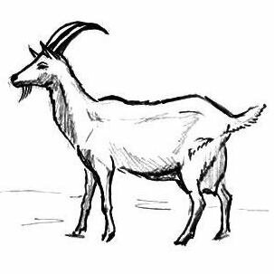 Рисунок Коза