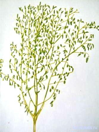 Рисунок куст(дерево.