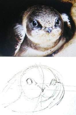 Как нарисовать голову стрижа