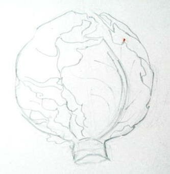 Рисунок капусты