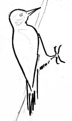 Рисуем дятла -3