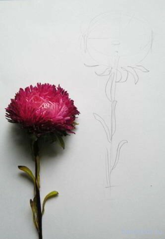 Рисуем астру