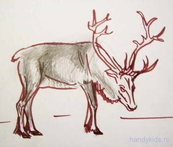 deer 022