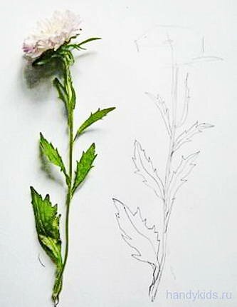 Рисуем астру с натуры