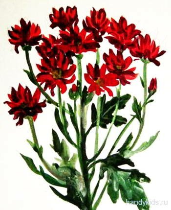 Рисунок хризантемы.