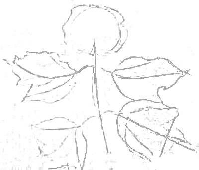 Рисуем ветку калины