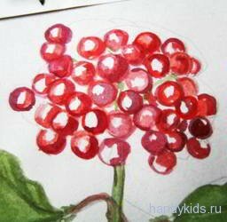 Как нарисовать ягоды калины