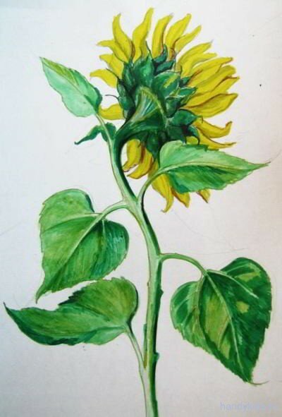 Рисунок подсолнух