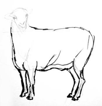 Поэтапный рисунок овцы