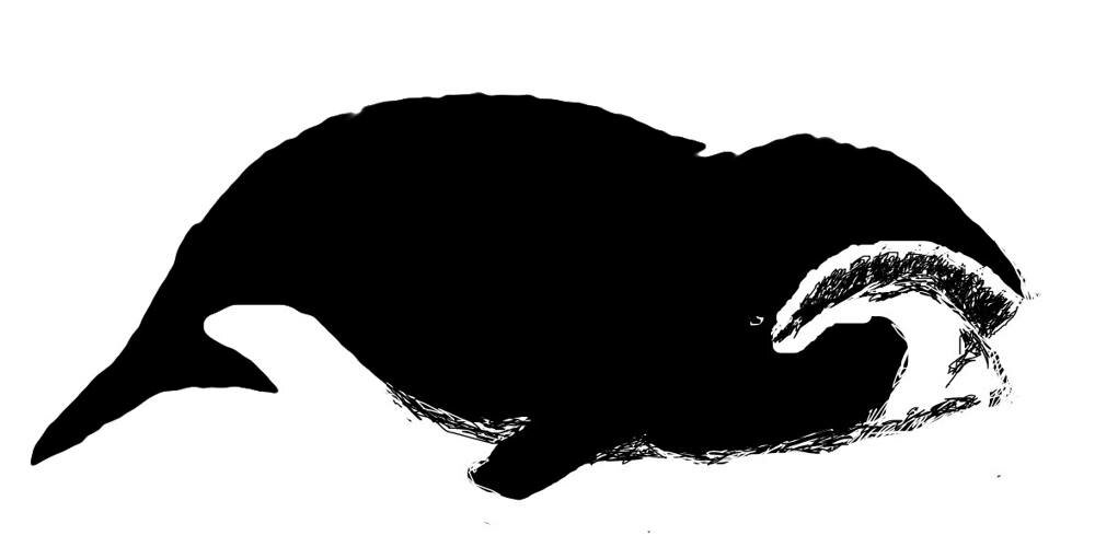 Рисунок Кит