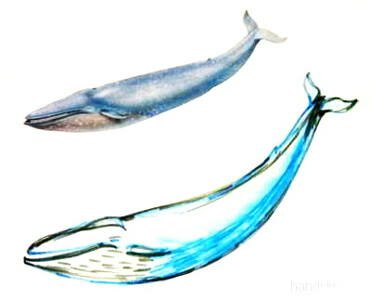 Рисунок Кит