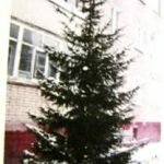 Как нарисовать ель
