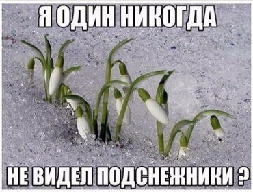 Белый подснежник
