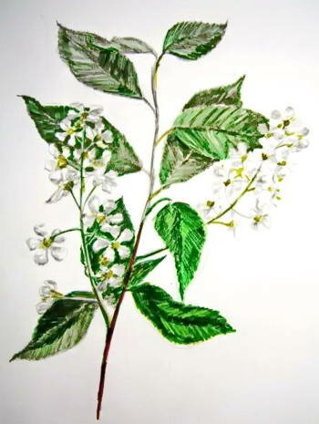 Черёмуха рисунок карандашом