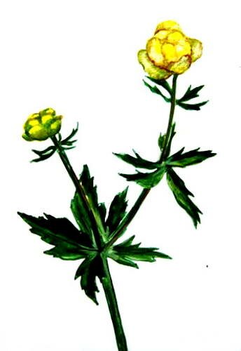 Рисунок Купальница италмас