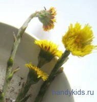 Мать-и-мачеха
