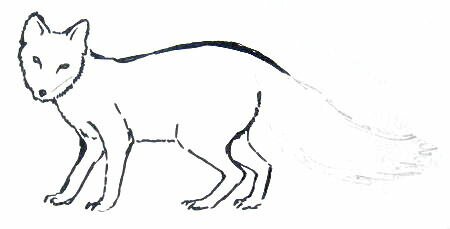 Рисуем песца -7