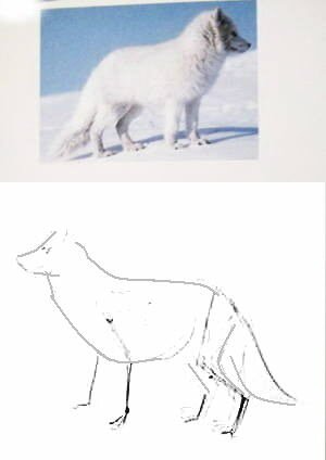 Как нарисовать песца-2