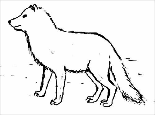 Раскраска Песец-7