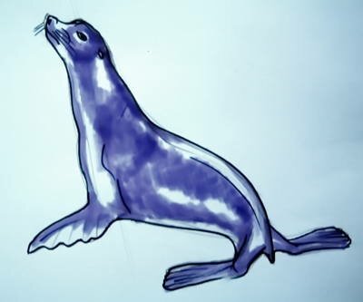 морской котик рисунок