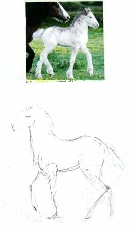 Как нарисовать жеребёнка