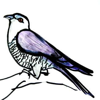Рисунок кукушка