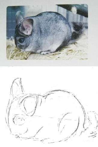 Рисуем шиншиллу