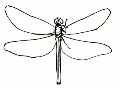 Рисунок -строение стрекозы