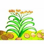 Раскраска и аппликация Алоэ