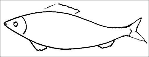 Fish coloring
