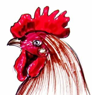Рисунок голова петуха
