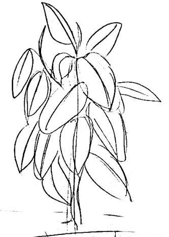 Фикус рисунок 13