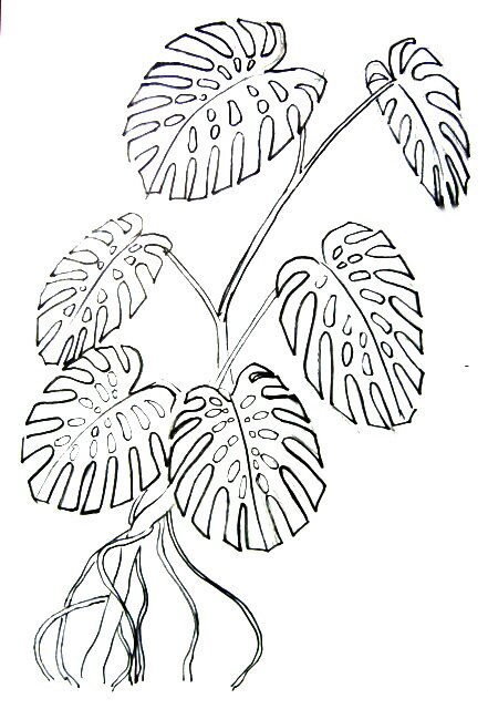 Рисунок лиана монстера